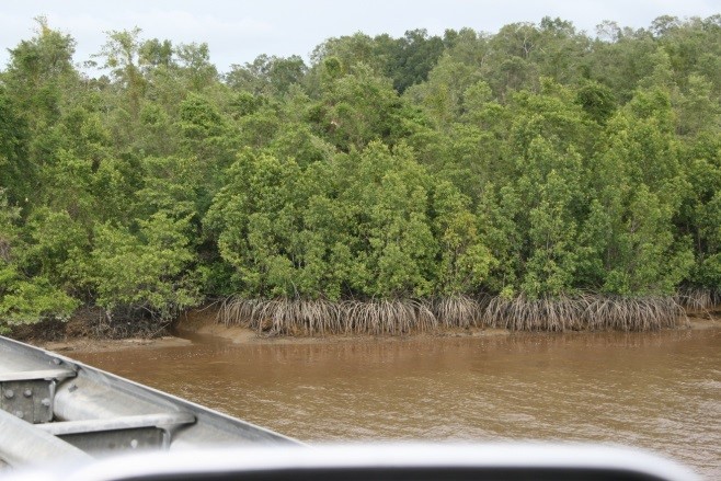 mangrove-coppename-rivier-oever
