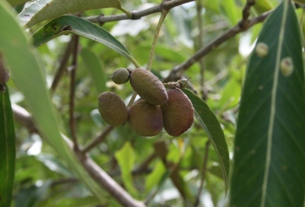 parwa-zaden