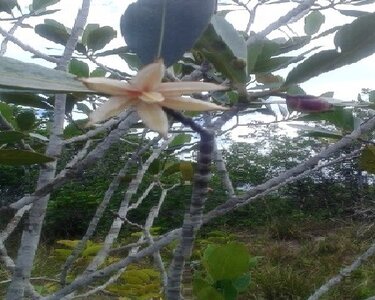 savanne-mangrove